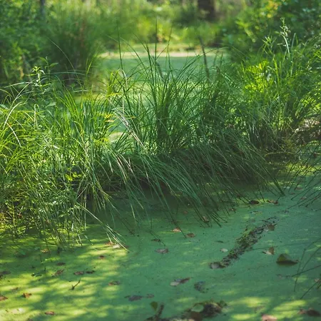 Dolina Ciszy - dom na skraju Puszczy Knyszyńskiej Rybniki Zewnętrze zdjęcie